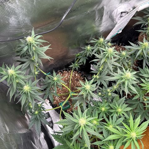 Special Kush #1 growlog timeline photo