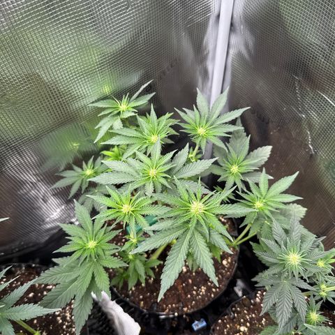 Rainbow Melon growlog timeline photo