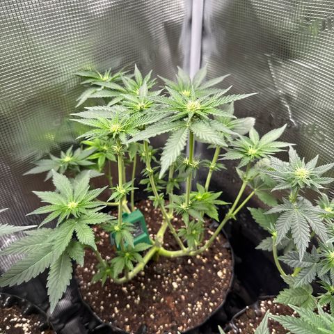 Rainbow Melon growlog timeline photo