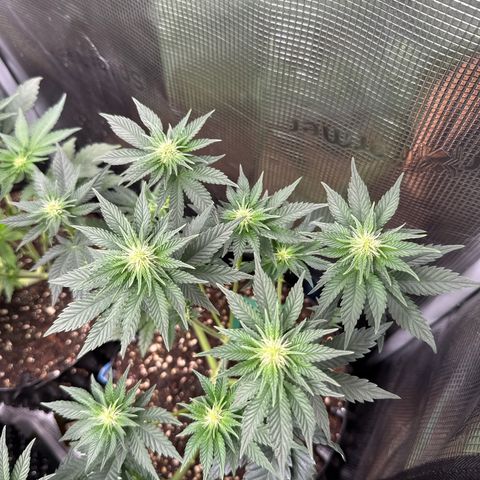 Gorilla Melon growlog timeline photo