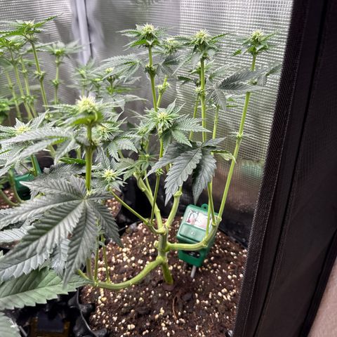 Gorilla Melon growlog timeline photo