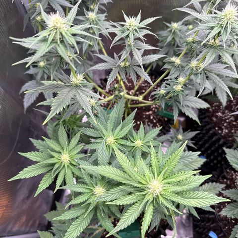 Lemonpaya growlog timeline photo