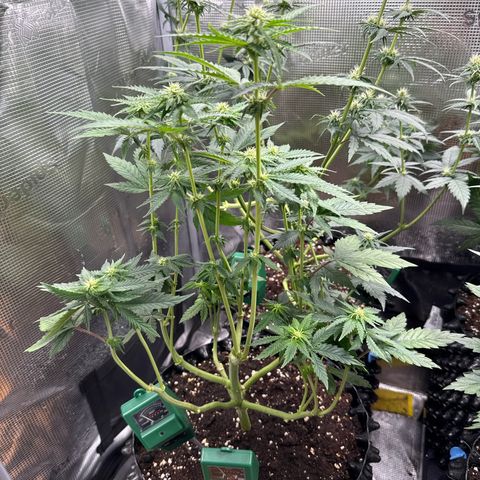 Lemonpaya growlog timeline photo