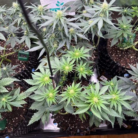 Gorilla Melon growlog timeline photo