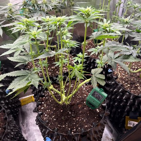 Gorilla Melon growlog timeline photo