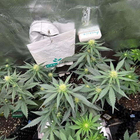 Fat Banana growlog timeline photo