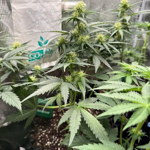 Fat Banana growlog timeline photo