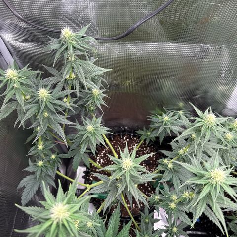 Special Kush #1 growlog timeline photo