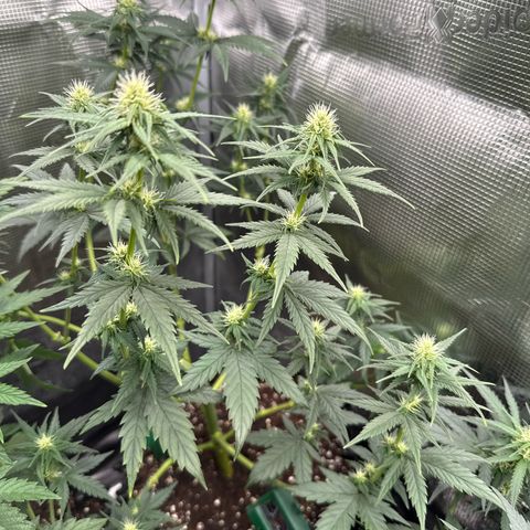 Special Kush #1 growlog timeline photo
