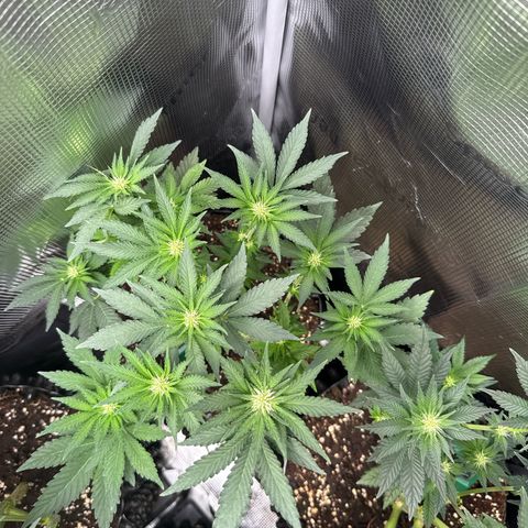 Rainbow Melon growlog timeline photo