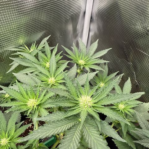 Rainbow Melon growlog timeline photo