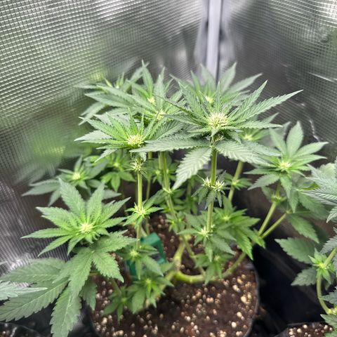 Rainbow Melon growlog timeline photo