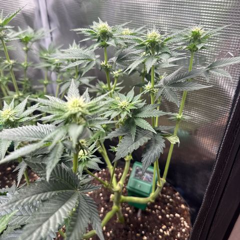 Gorilla Melon growlog timeline photo