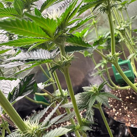 Gorilla Melon growlog timeline photo