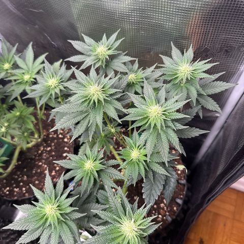 Gorilla Melon growlog timeline photo