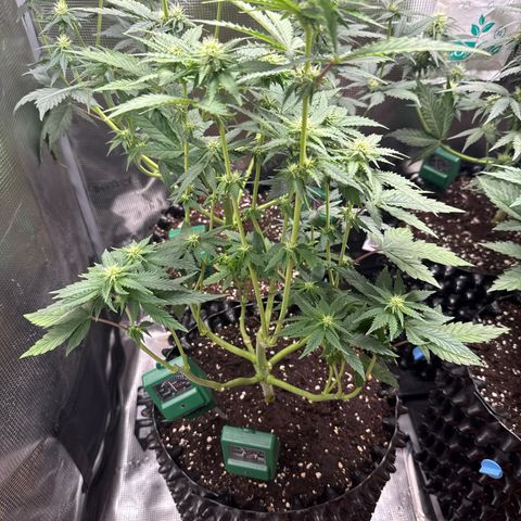 Lemonpaya growlog timeline photo