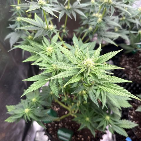 Lemonpaya growlog timeline photo