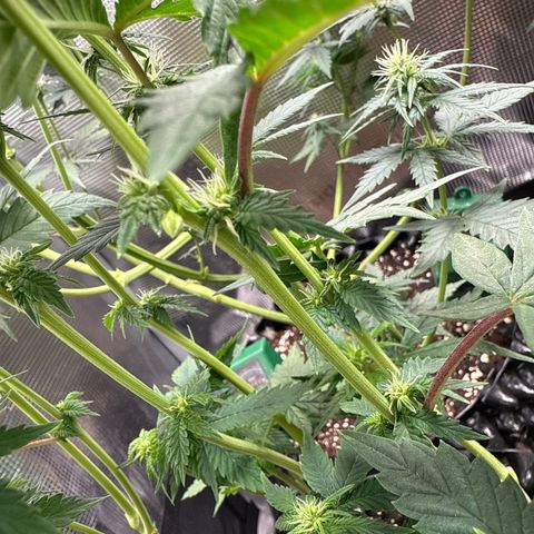 Lemonpaya growlog timeline photo