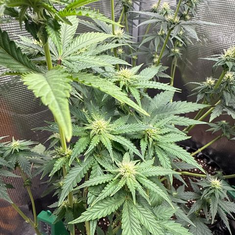Lemonpaya growlog timeline photo