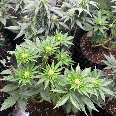 Gorilla Melon growlog timeline photo