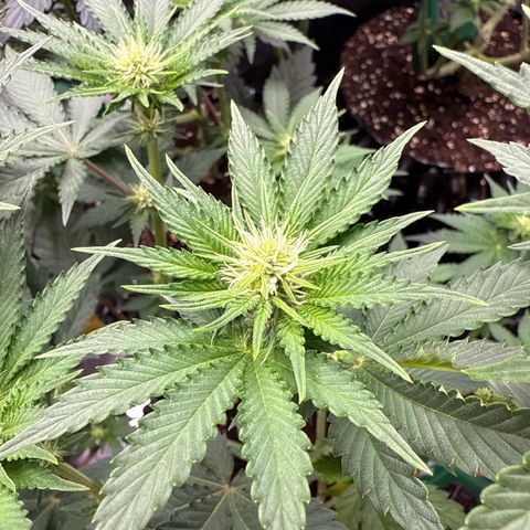 Gorilla Melon growlog timeline photo
