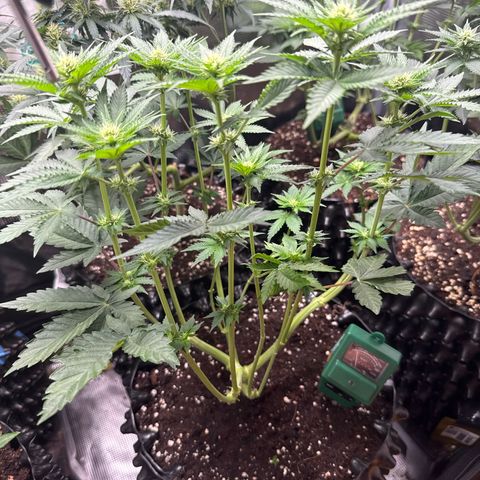 Gorilla Melon growlog timeline photo