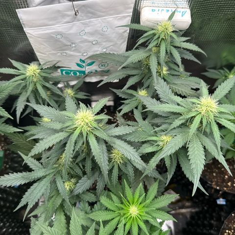 Fat Banana growlog timeline photo