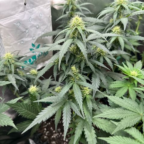 Fat Banana growlog timeline photo