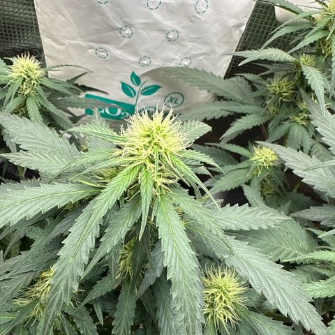 Fat Banana growlog timeline photo