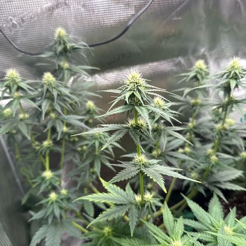 Special Kush #1 growlog timeline photo