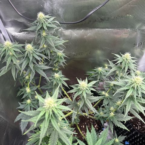 Special Kush #1 growlog timeline photo