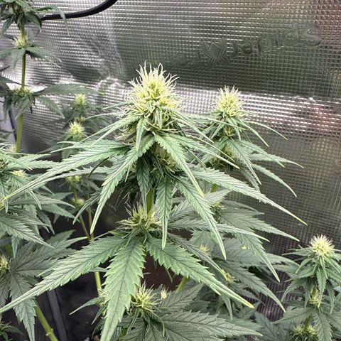 Special Kush #1 growlog timeline photo