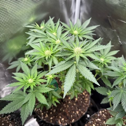 Rainbow Melon growlog timeline photo