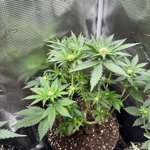 Rainbow Melon growlog timeline photo