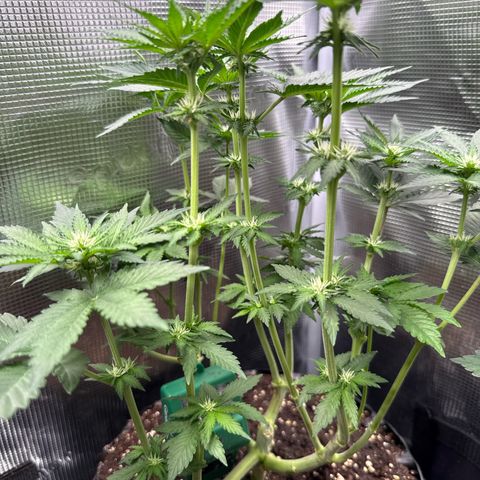 Rainbow Melon growlog timeline photo