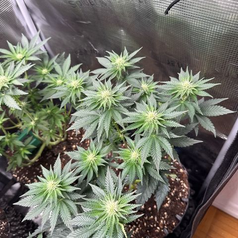 Gorilla Melon growlog timeline photo
