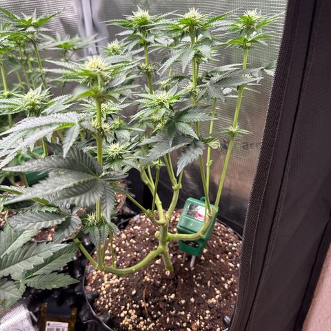 Gorilla Melon growlog timeline photo