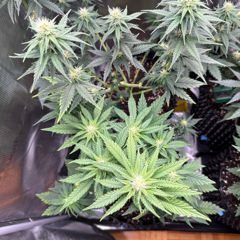 Lemonpaya growlog timeline photo