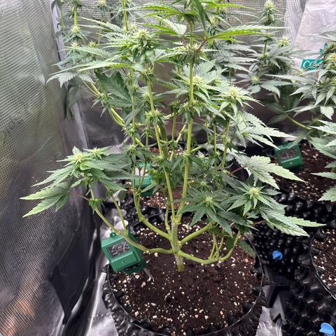 Lemonpaya growlog timeline photo