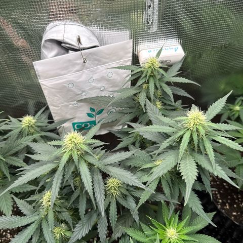 Fat Banana growlog timeline photo