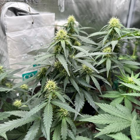 Fat Banana growlog timeline photo