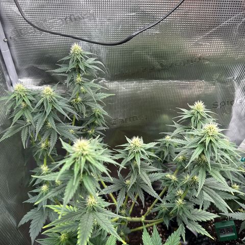 Special Kush #1 growlog timeline photo