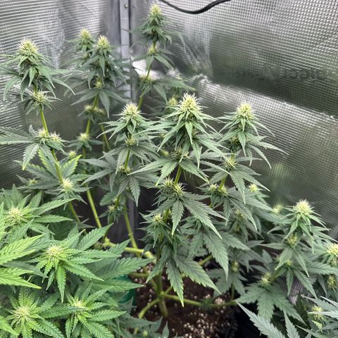 Special Kush #1 growlog timeline photo