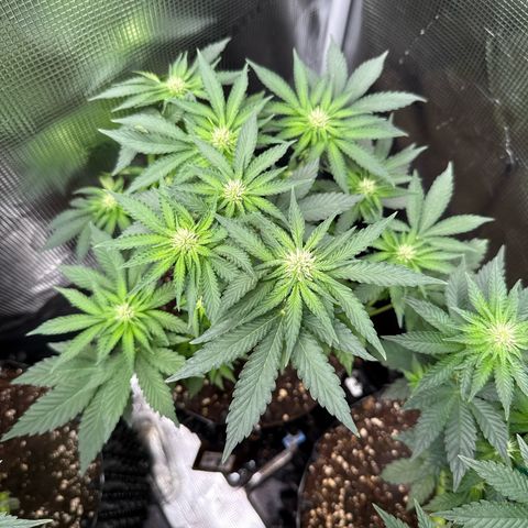 Rainbow Melon growlog timeline photo