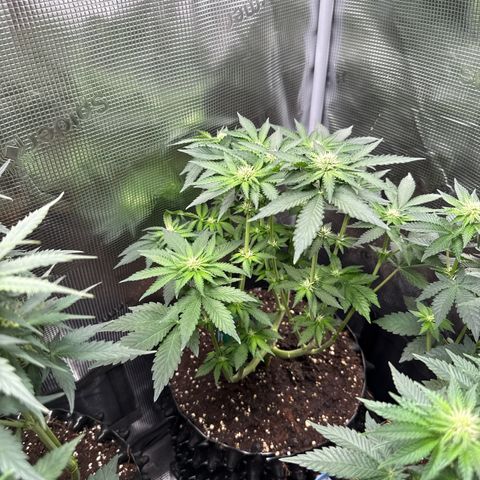 Rainbow Melon growlog timeline photo