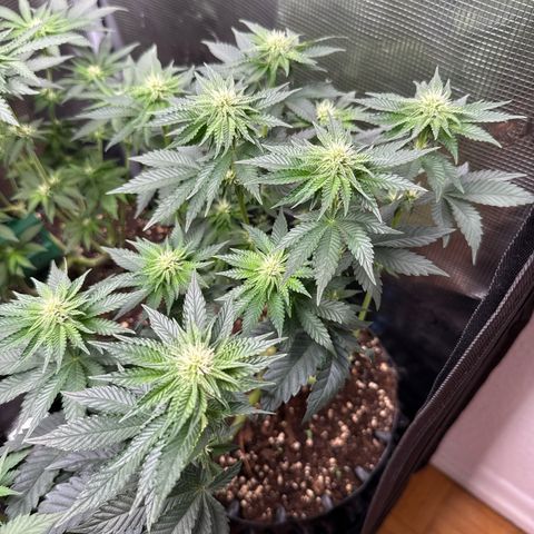 Gorilla Melon growlog timeline photo