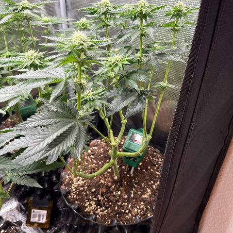 Gorilla Melon growlog timeline photo
