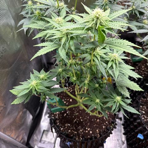 Lemonpaya growlog timeline photo