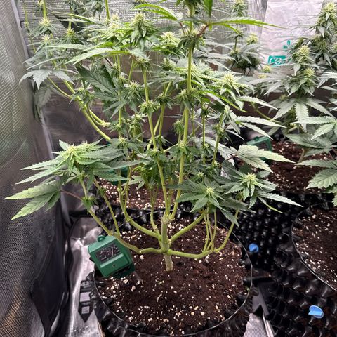 Lemonpaya growlog timeline photo