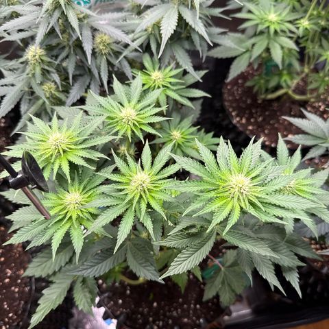 Gorilla Melon growlog timeline photo